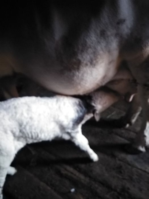 Vaca cu vitel de vanzare