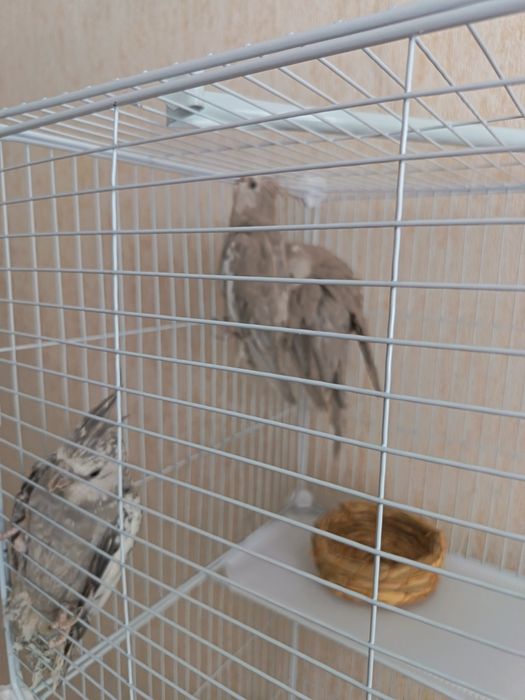 Папугай карелла 1самка 2 самца