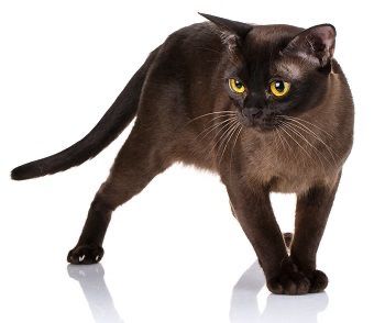 Отдам в дар 2х котиков