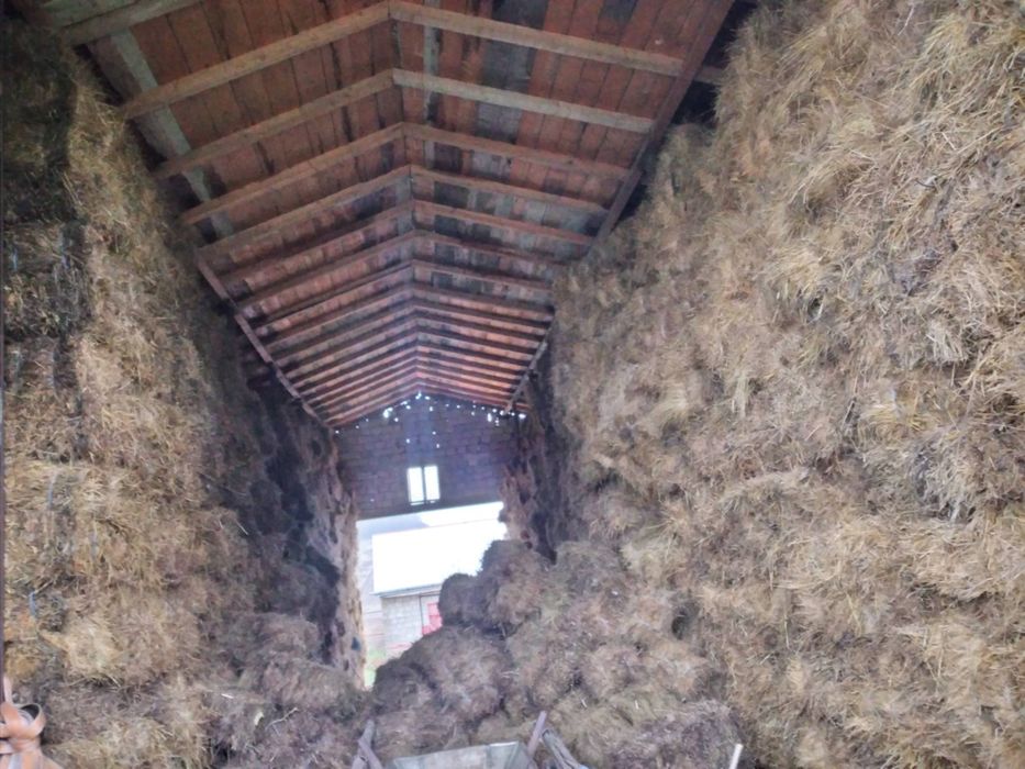 Vând baloți de lucernă