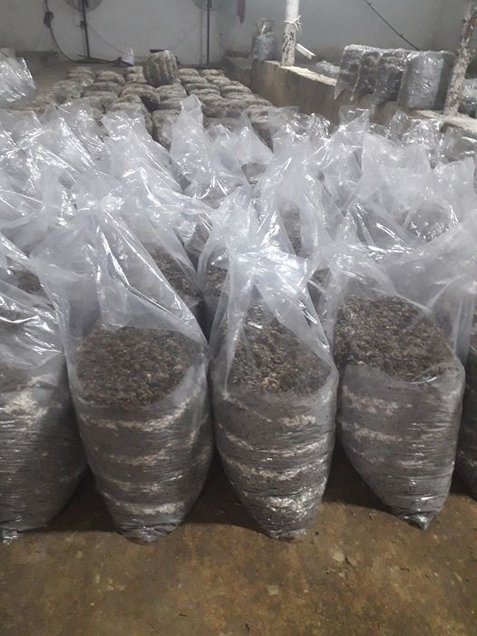 Сажаем грибы вешенки