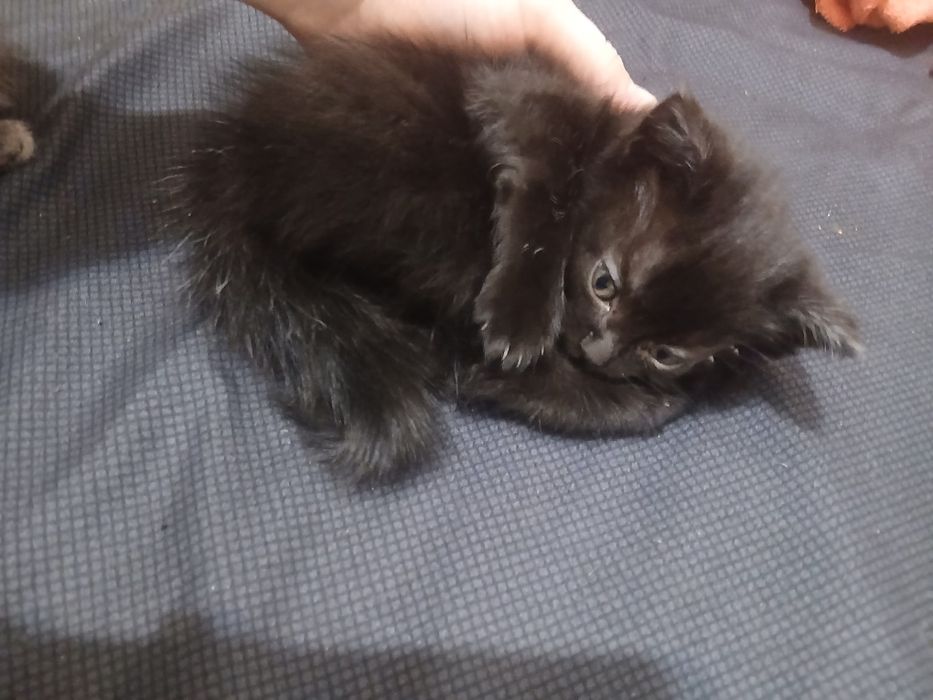 Котёнок маленький