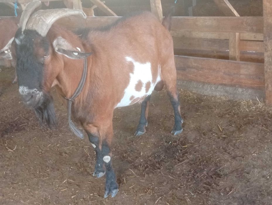 Vând țap metis de anglo cu alpin