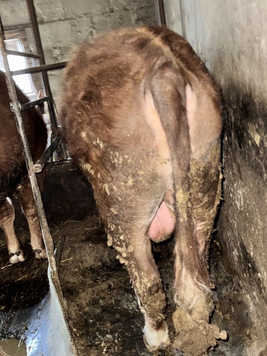 Продаются бычки 1.5! Соғым.