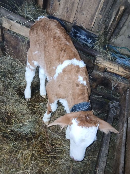 Tăuraș 2 săptămâni