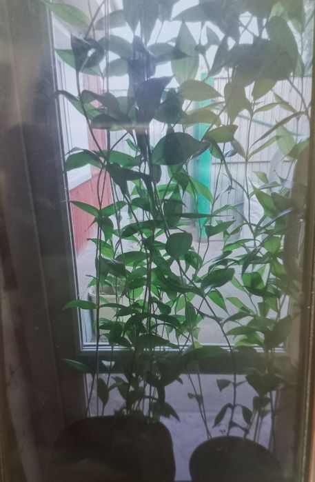 Продам клубни Глоризы