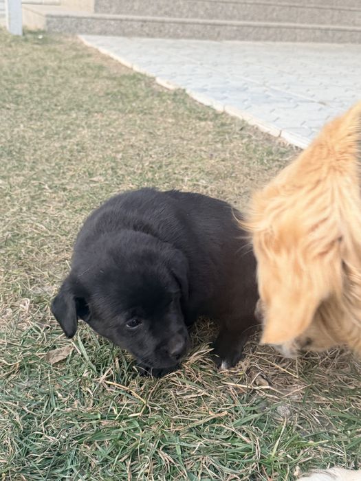 Отдам бесплатно в хорошие руки