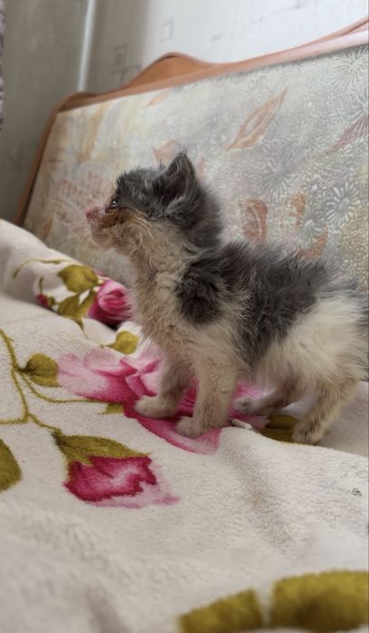Котята в добрые руки бесплатно