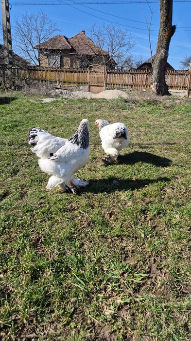 Puicute Brahma Herminat Deschis