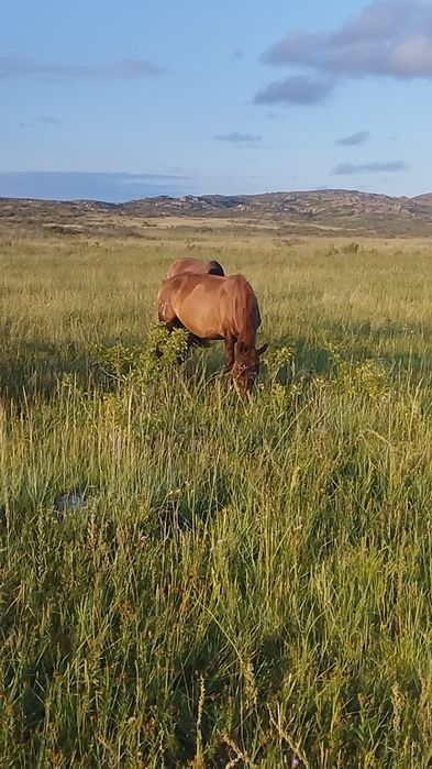 4 жасар ту биелер сатылады