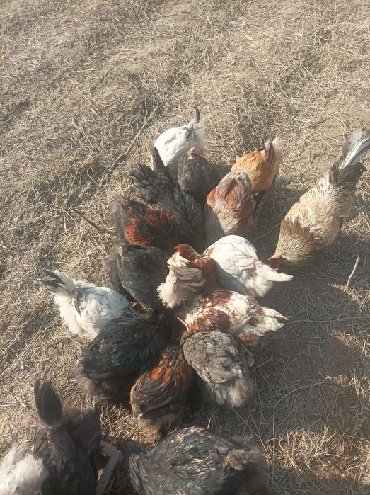 БРАМА ЖОЖА СОТИЛАДИ ТОЗА ЗОД  йахши қаралган нархи 2500 арзон нарса ма