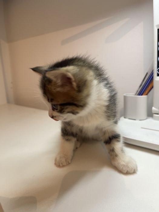 Продам котенков 1,5 месяца