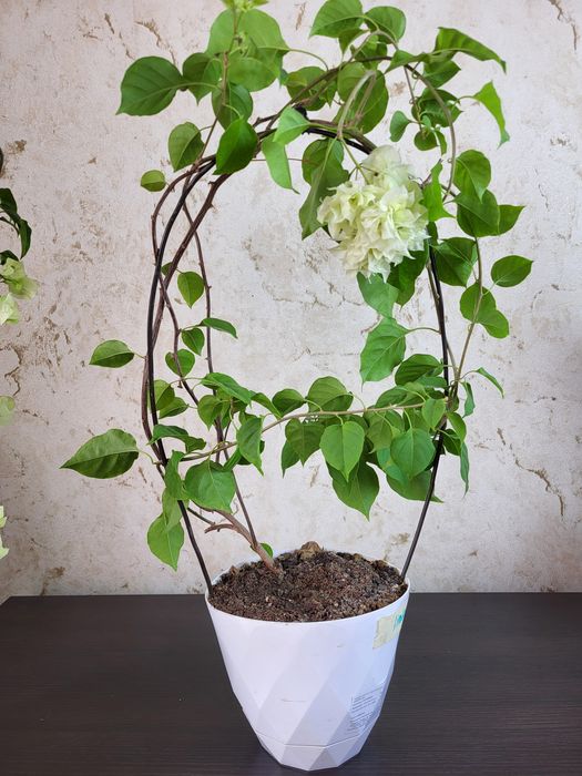 Бугенвилии  замиакулькас