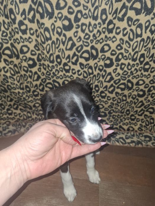 Дарю щенят 2 месяца