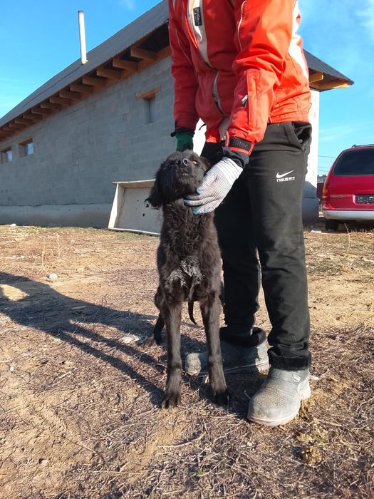 Тазы күшік  сатылады