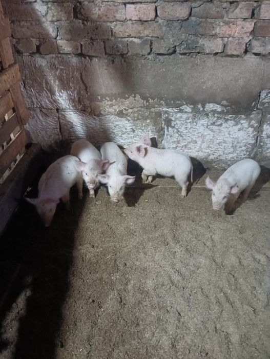 Продам 2 месяца поросят