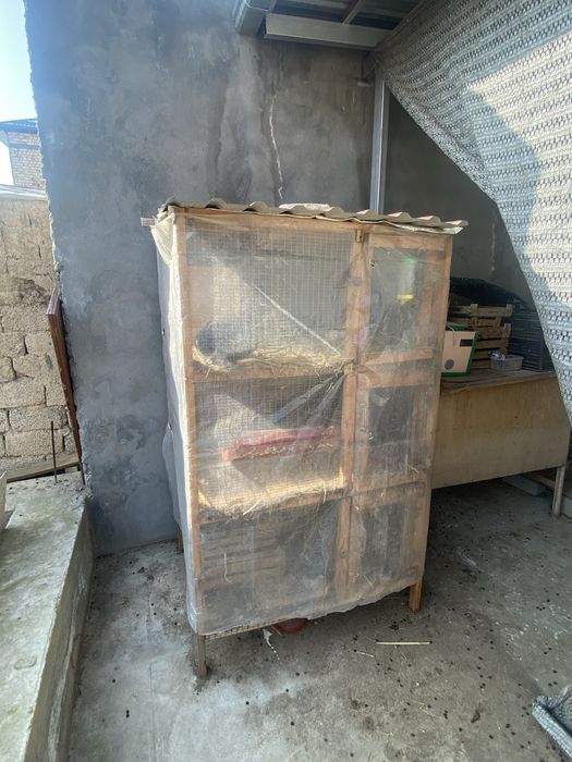 Tovuq quyon uchun in