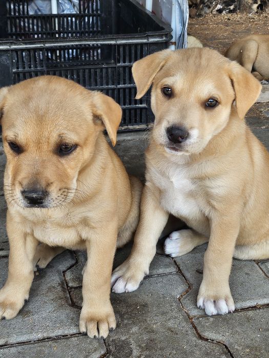 Adopții catei -donații