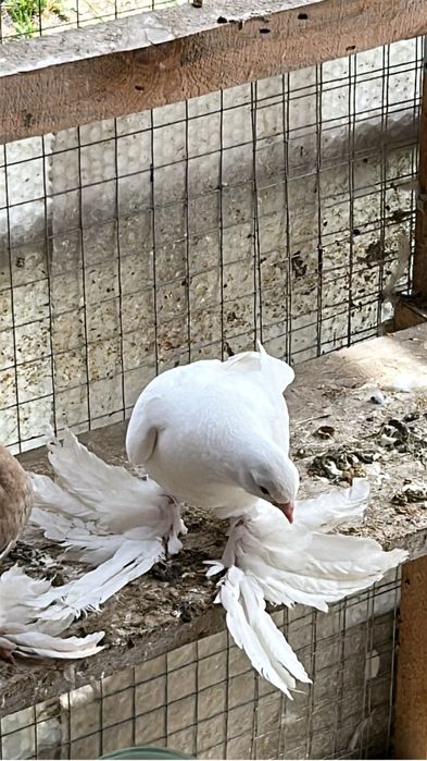 Продам голубей разных пород