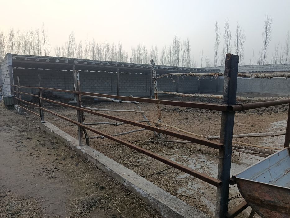 Ferma mol qoʻy boqishga