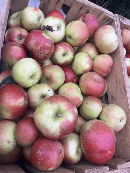 Mere de vanzare idared/ golden