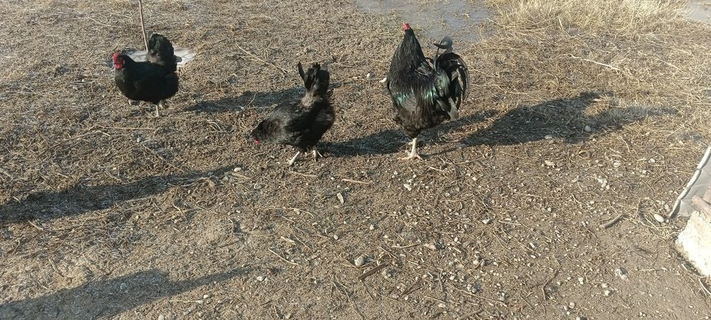 Яйцо для инкубаций