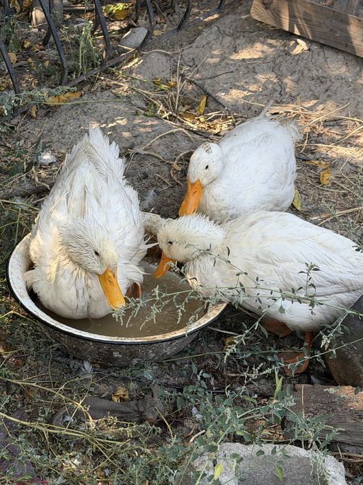 Продам домашних уток