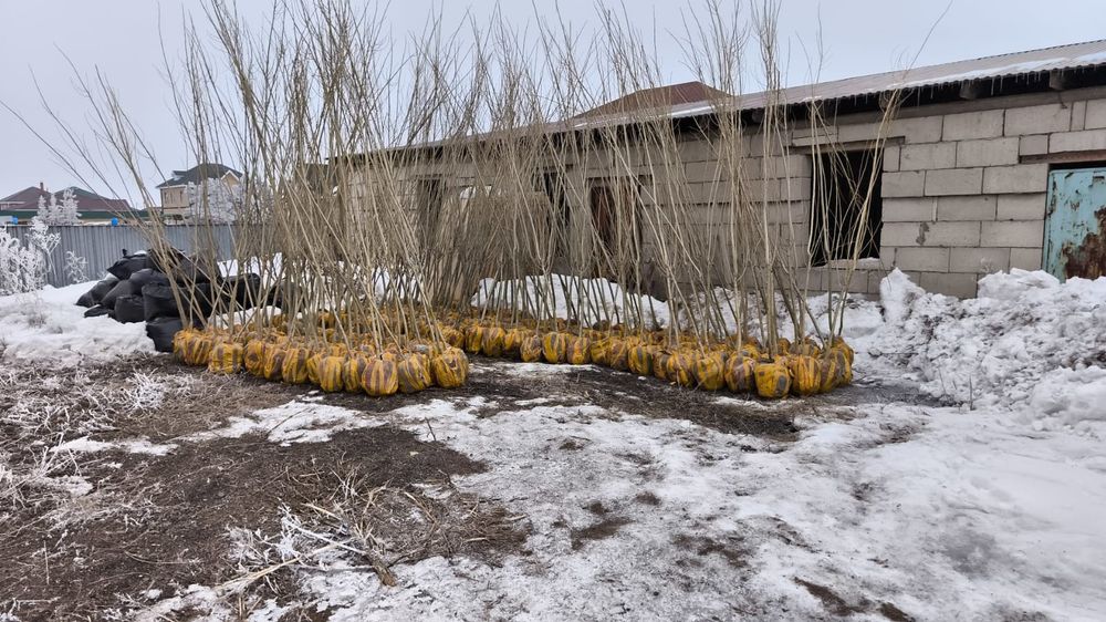 Тополь пирамидальный