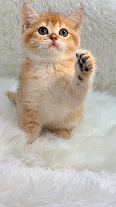 Продаются котята  британские шиншиллы