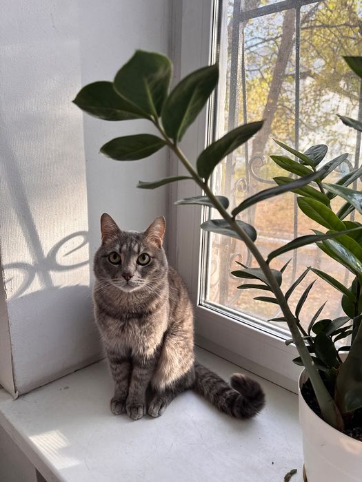 Отдам кота в хорошие руки