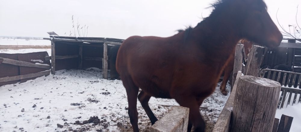 Продам лошадь.    Жеребца