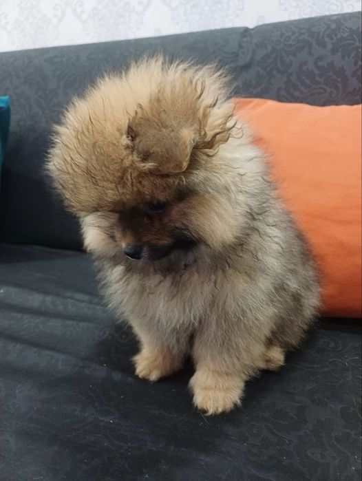 Продаеться чистокровный помиранский