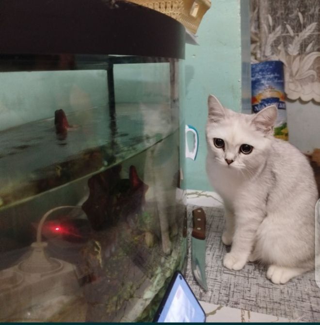 Продам кошечку скоттиш  Стрейт