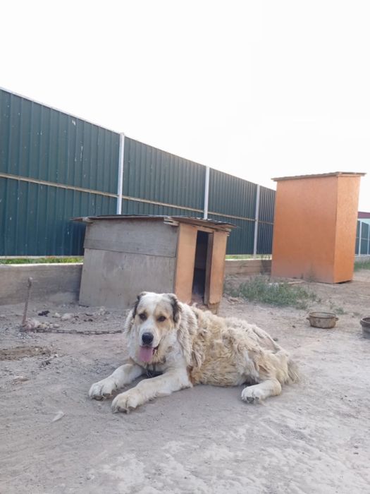 Алабай ұрғашы сатылады