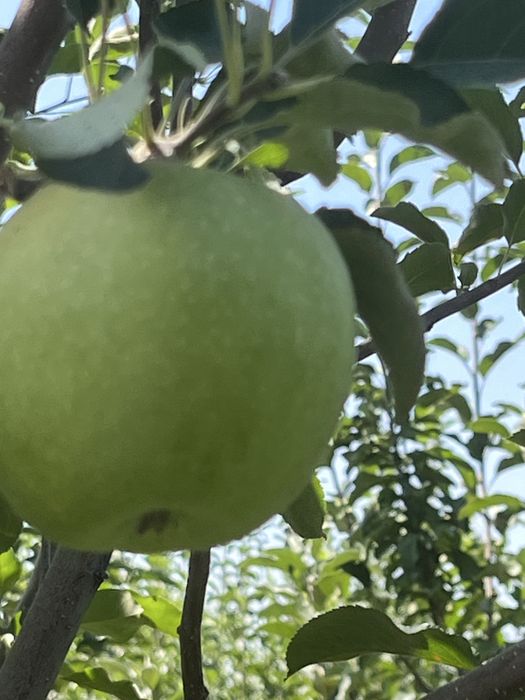 Продам яблоки  с сада