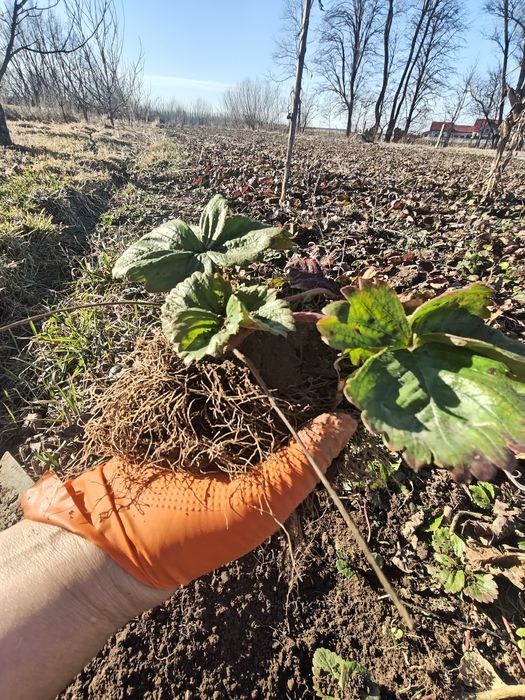 Căpșuni soiul alba