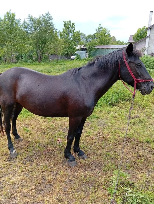 Vând Iapă în vârstă de 10 ani
