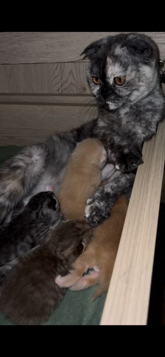 Продаётся котенок породы Скоттиш Фолд