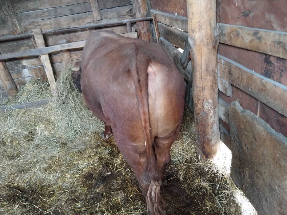 Продам зрелых быков на мясо