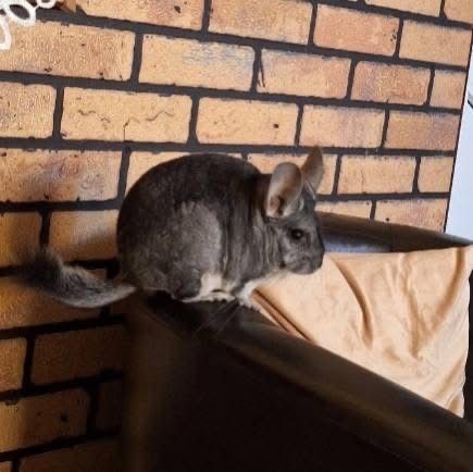 Chinchilla femele