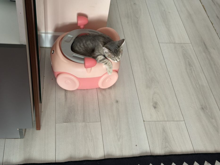 Продам кошку СРОЧНО