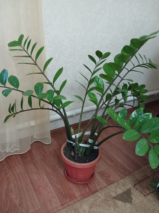 Цветы живые комнатные