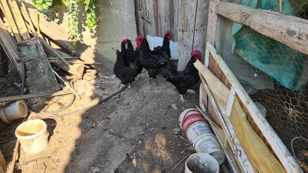 Ouă găini rasa Australorp negru