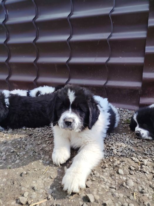 Ciobănesc românesc de Bucovina