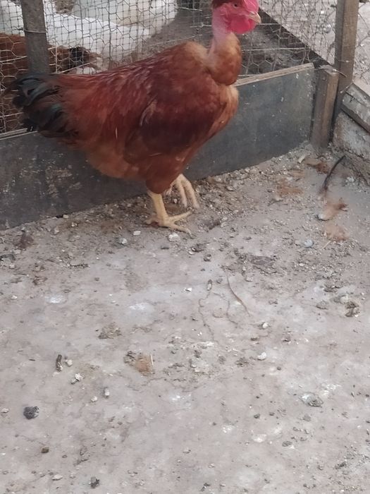 Cocosi și găini tinere