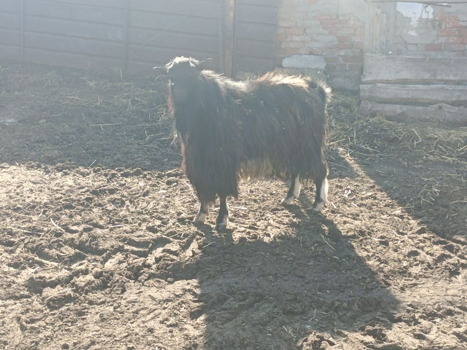 Продам козла на племя