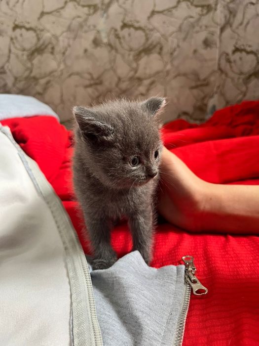 Продам котят породистые