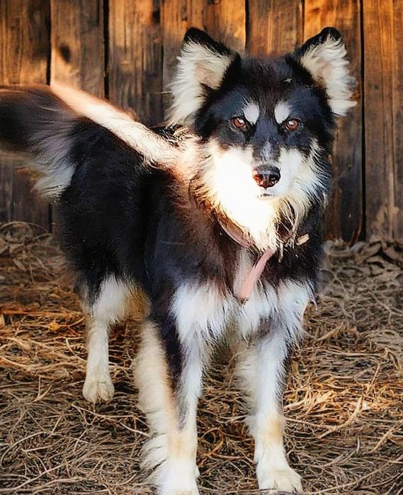 Срочно! Пёсик ищет дом!