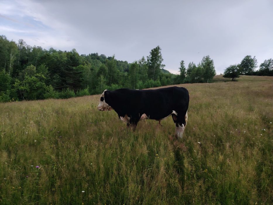 Taur angus monta
