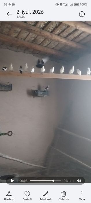 Kaptarlar sotiladi 20 dona kelishilgan narxda  arzon 35-40 minhdan